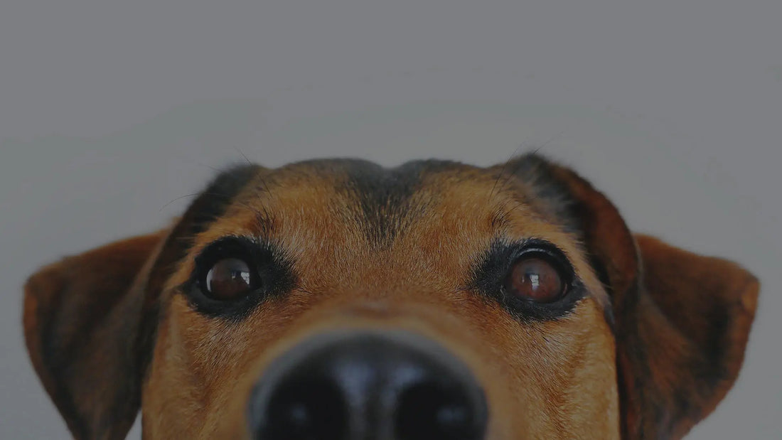Secret Productivity Boosters: Office Cats and Dogs - Boss Personal Planner